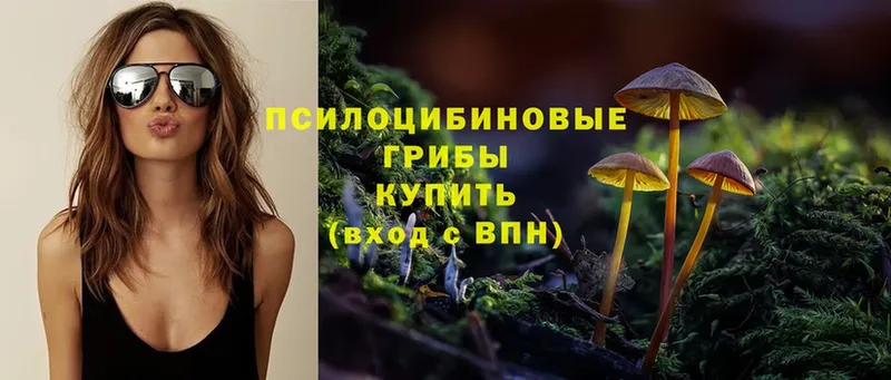 Галлюциногенные грибы Psilocybine cubensis  Бронницы 